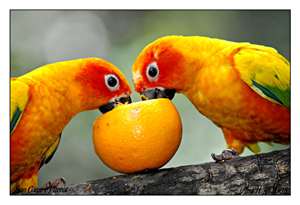Yelllow headed amazon parrot